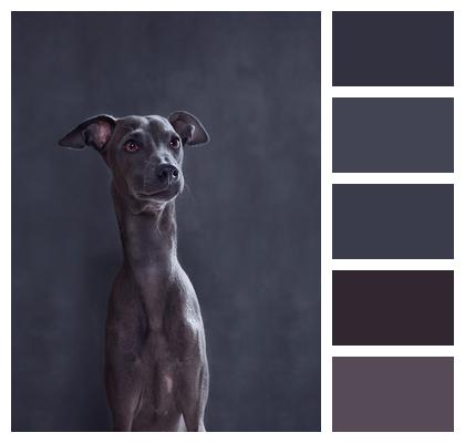 Canine Italian Greyhound Dog Image